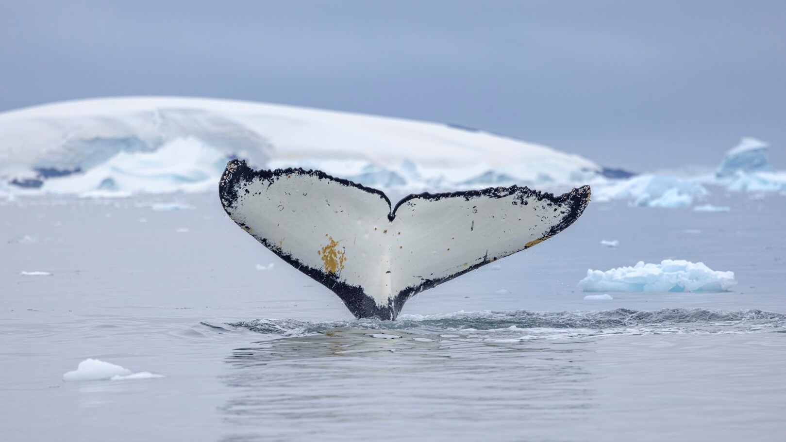 Walforschung hautnah &mdash; Foto: Swan Hellenic