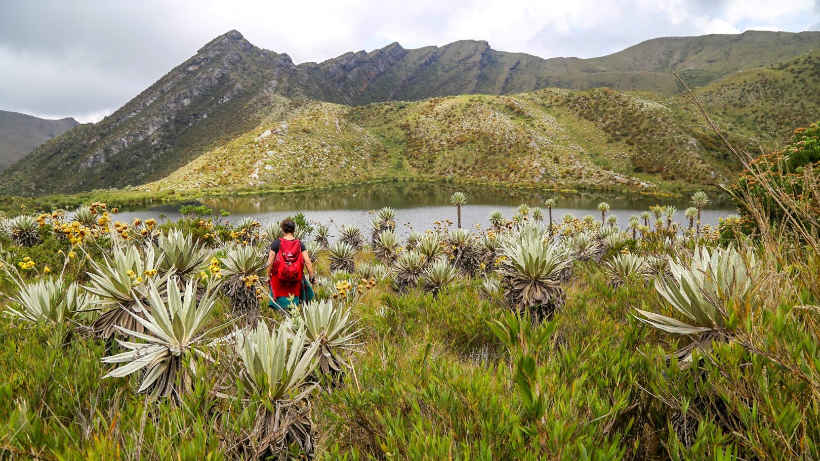 Kolumbien: Páramo-Landschaft im Chingaza-Nationalpark
— Foto: Weltweitwandern