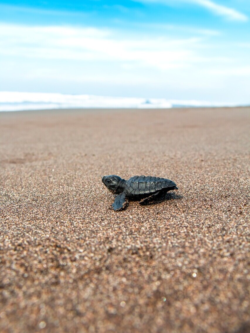 Kleine Meeresschildkröte auf dem Weg zum Meer — Foto: INGUAT