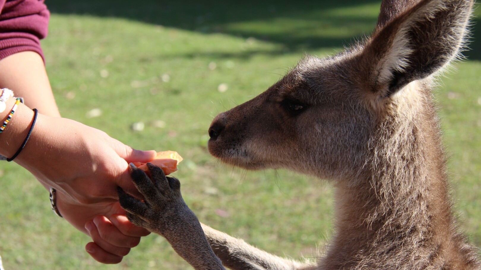 Begegnungen in Australien — Foto: For Family Reisen