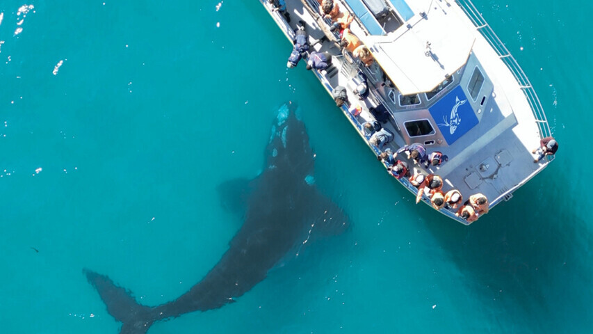 Marine Dynamics  &mdash; Foto: Marine Dynamics 