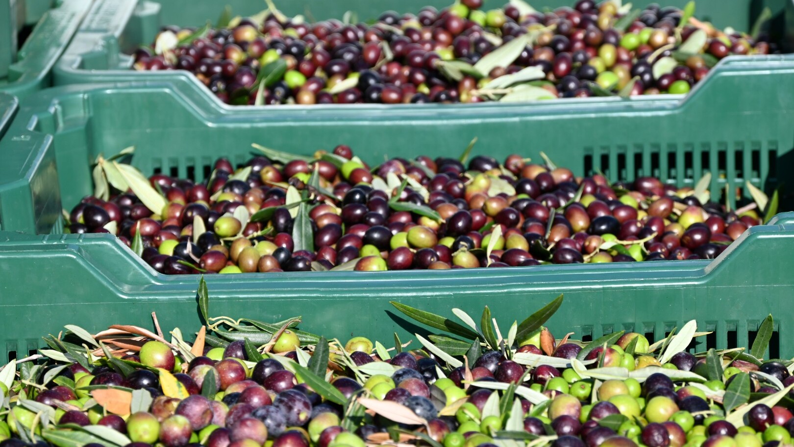 Avistria - Olivenöl
— Foto: Avistria