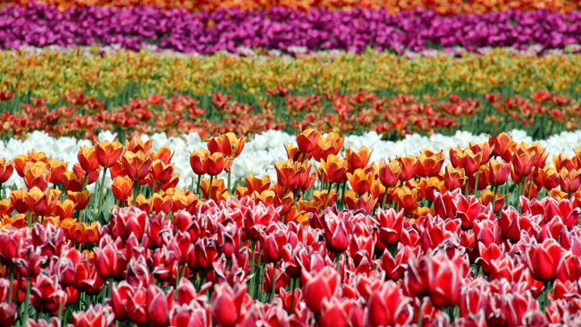 Tulpenfeld, Niederlande   — Foto: Unsplash / via weg.de
