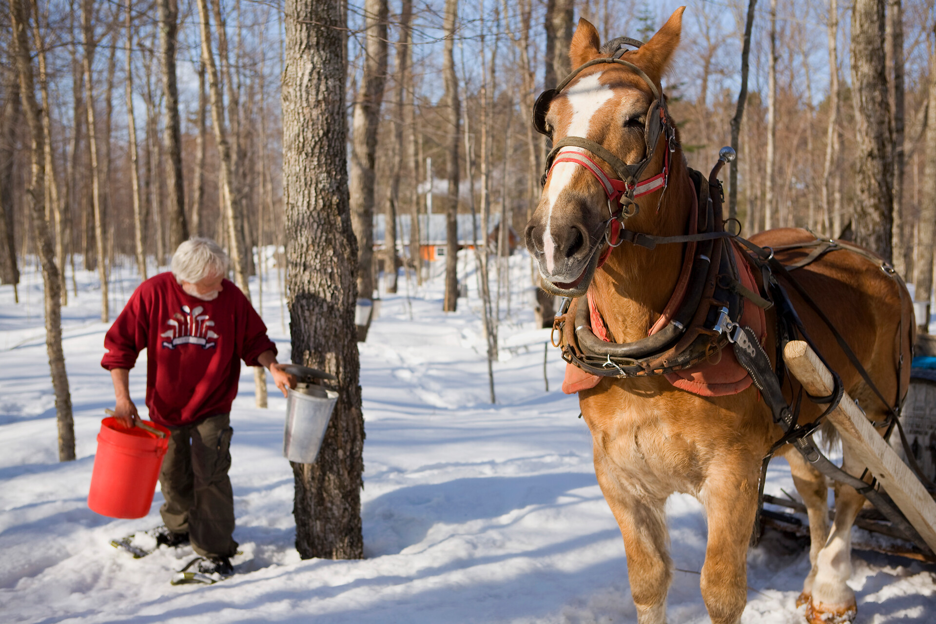 Chaudière-Appalaches, Ernte des Ahornwassers — Foto:  Gouvernement du Québec / Mathieu Dupuis
