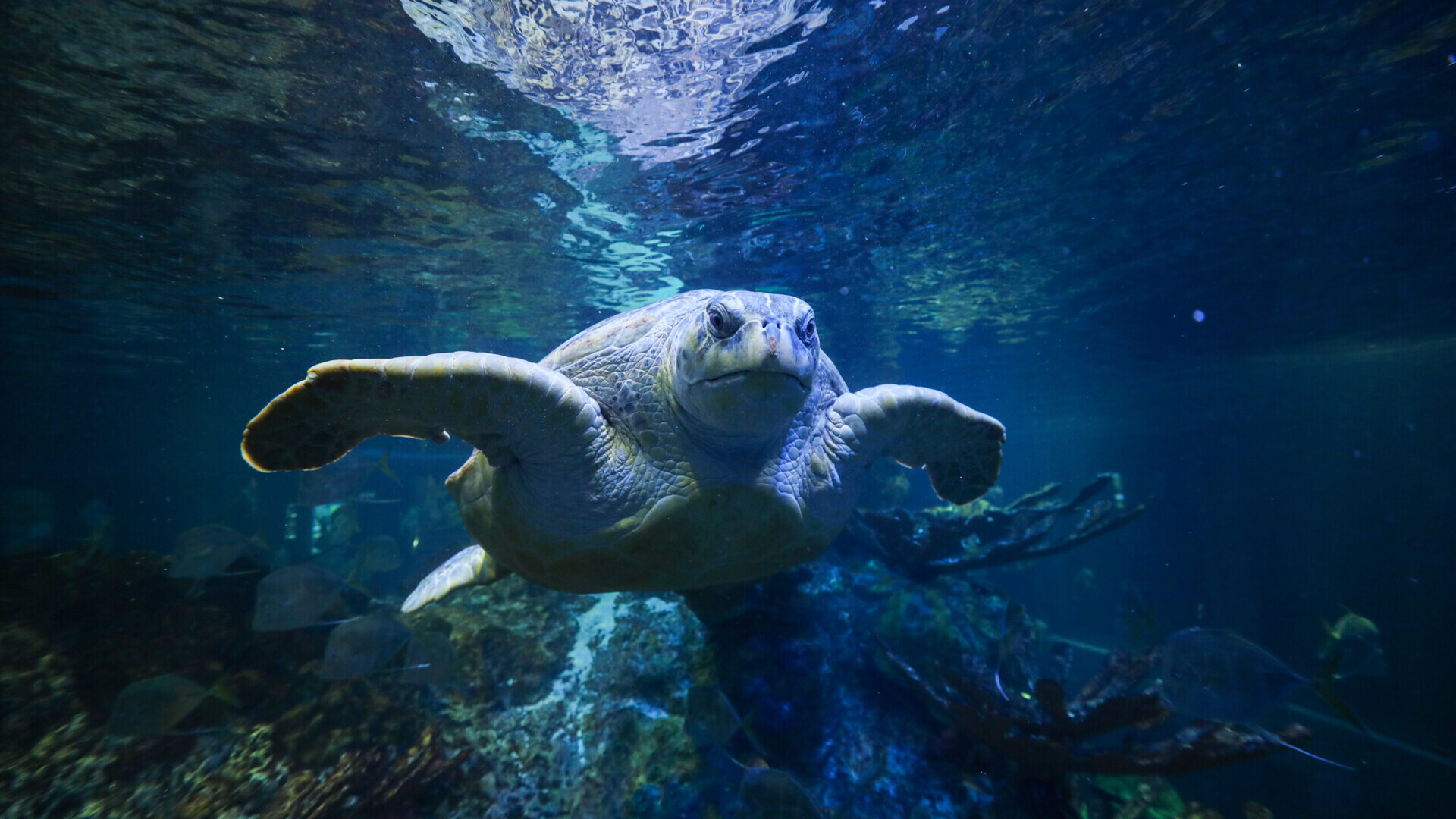 New England Aquarium — Foto: Vanessa Kahn 