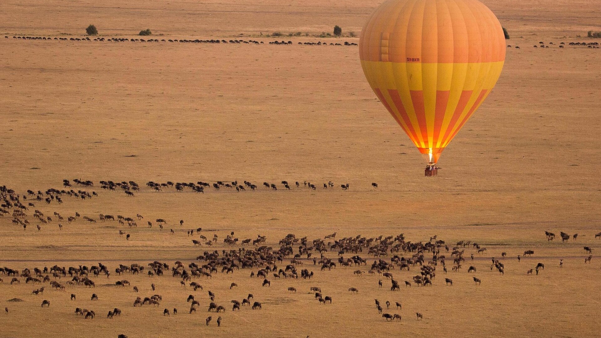 Tierwanderungen aus der Vogelperspektive  — Foto: AsodaPhotography / Getty Images 