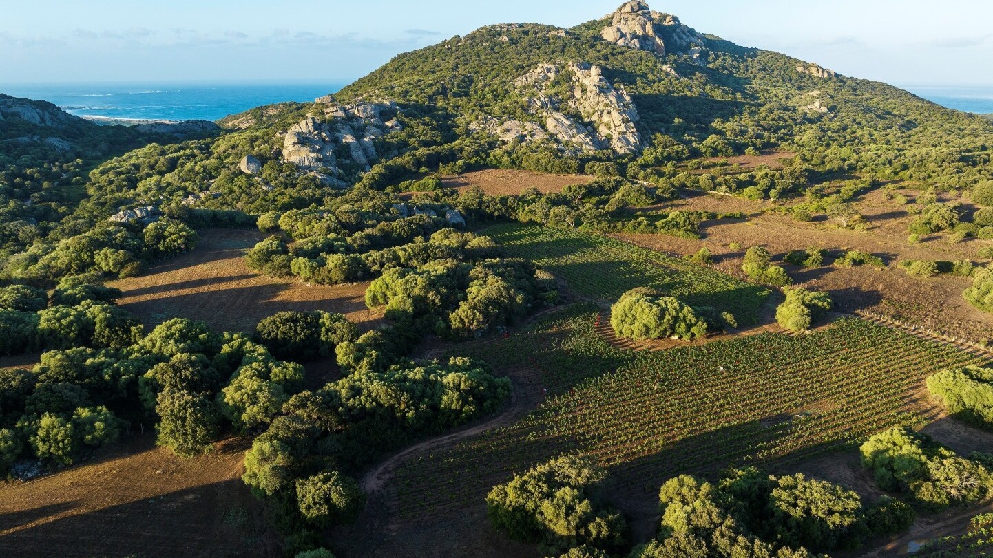 Weingärten der Domaine de Murtoli — Foto: Camille Moirenc