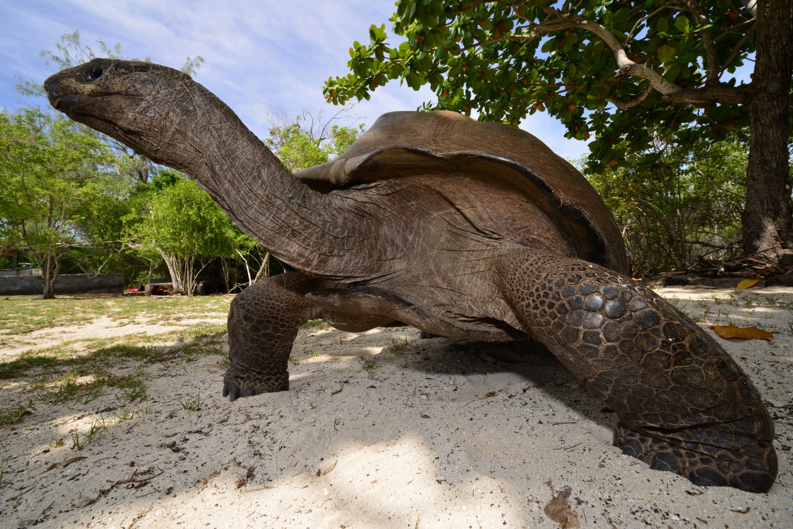 Aldabra Riesenschildkröte — Foto: Alex Schwannhäuser