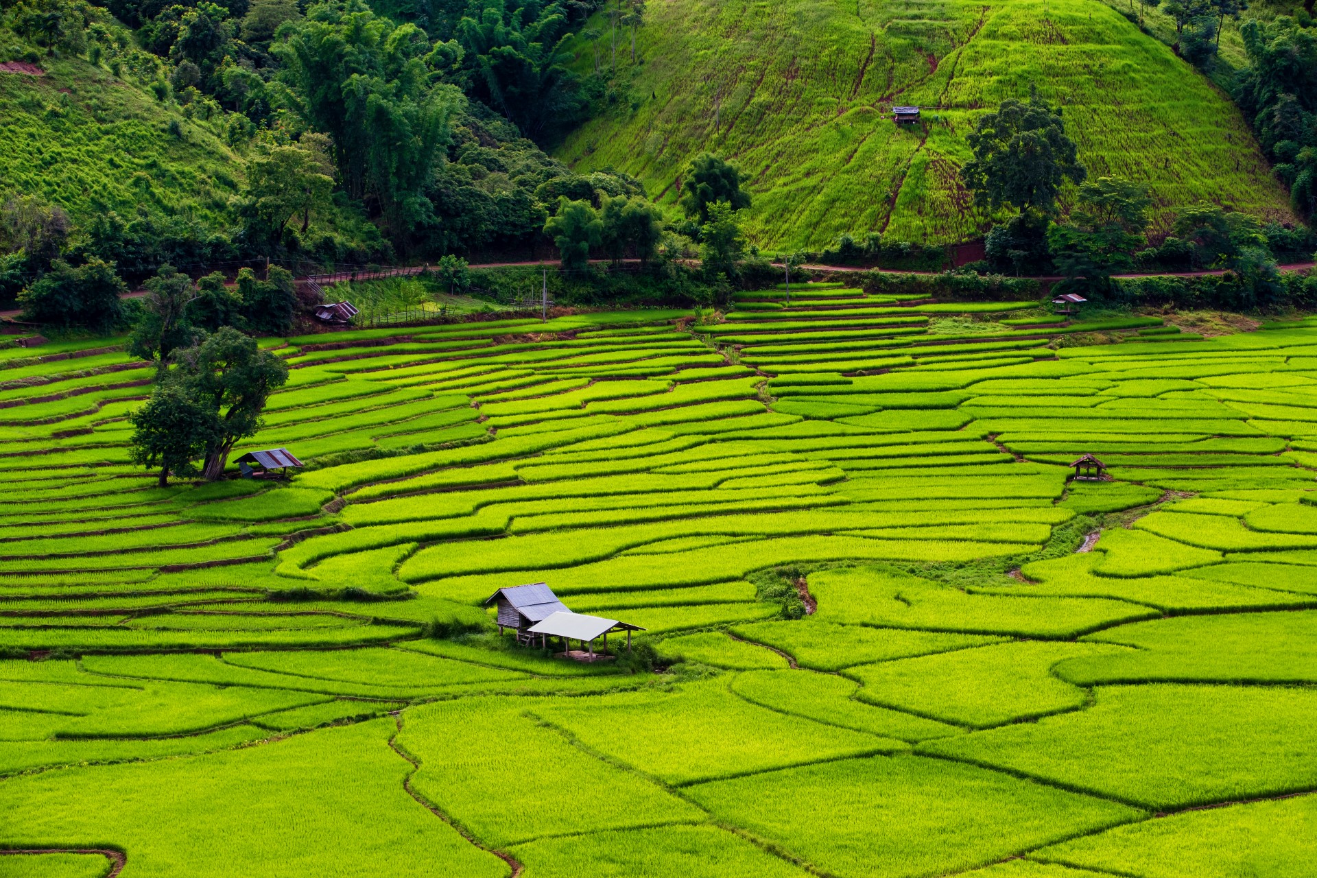 Reisterrasse in Bo Kluea — Foto: Tourism Authority of Thailand