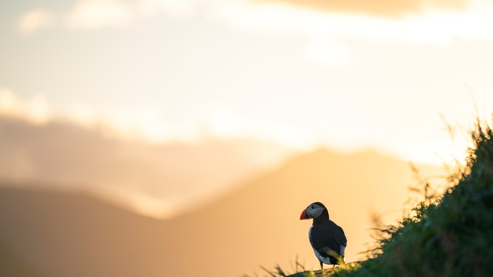 Puffin  — Foto: Thorsteinn Roy 