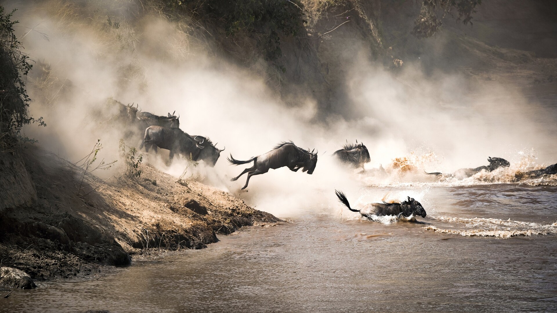 Flussdurchquerung während der großen Tierwanderung — Foto: GettyImages, Rixipix 