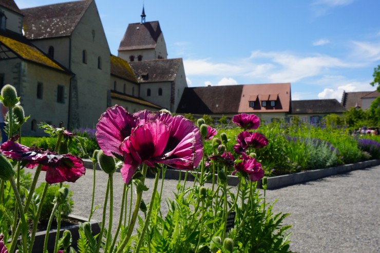 "Garten & Wein" auf der Insel Reichenau  — Foto: Irina Drewniok