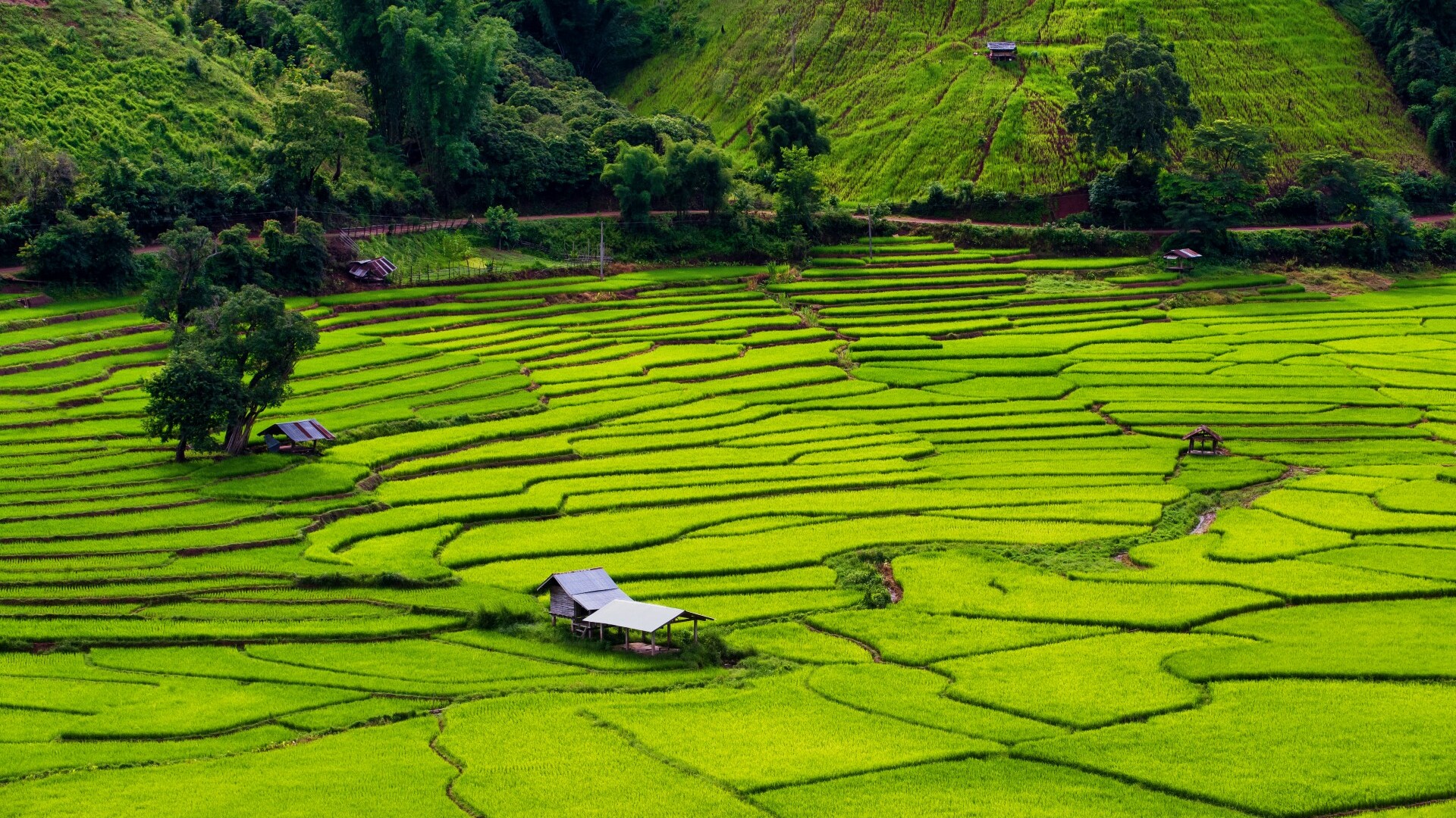 Reisterrasse in Bo Kluea — Foto: Tourism Authority of Thailand