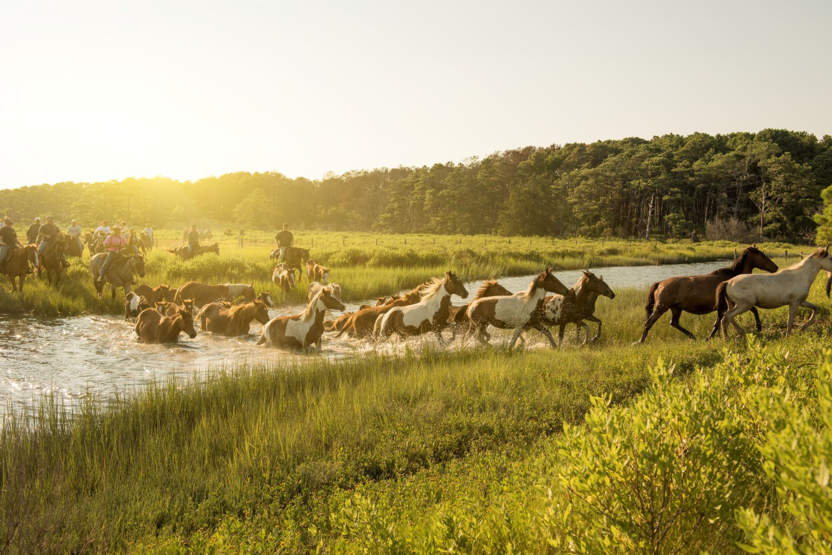 Pony Swim Assateague Island  — Foto: Todd Wright / VTC  