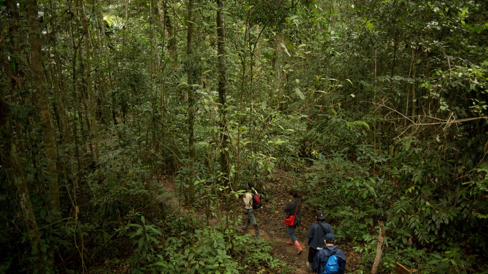 Tambopata-Nationalreservat — Foto: Daniel Silva / Promper´ú