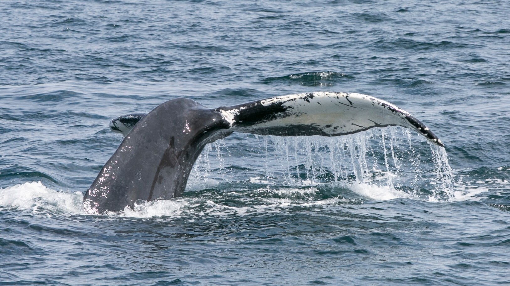 Whalewatching Tour in Boston — Foto: Kyle Klein