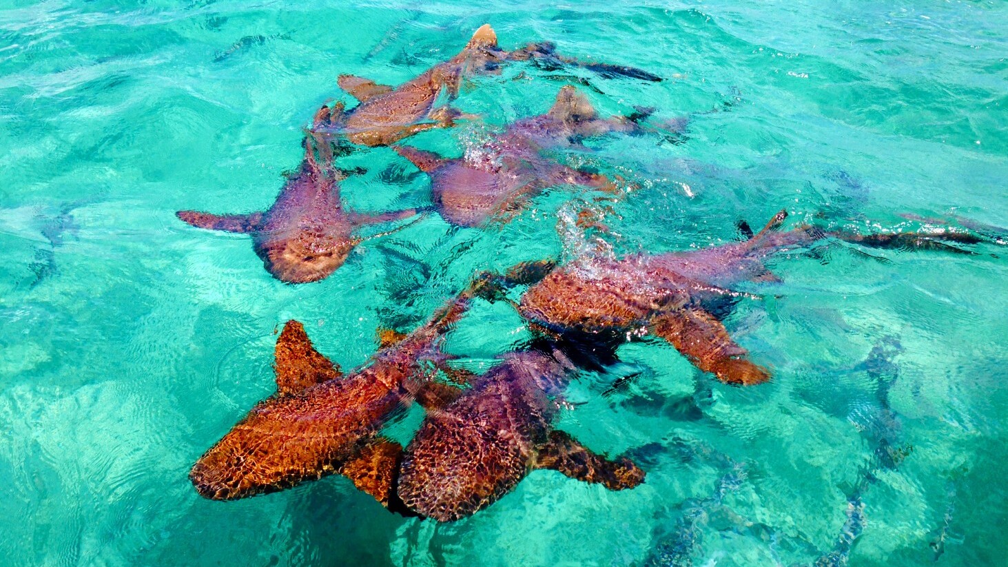 Shark Ray Alley — Foto: Belize Tourism Board