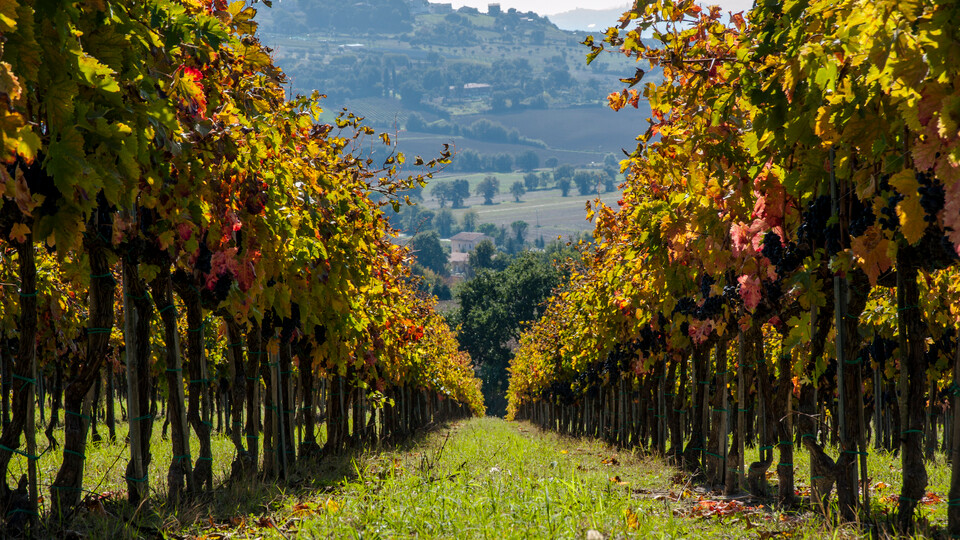 Camerano, Marken — Foto: Regione Marche