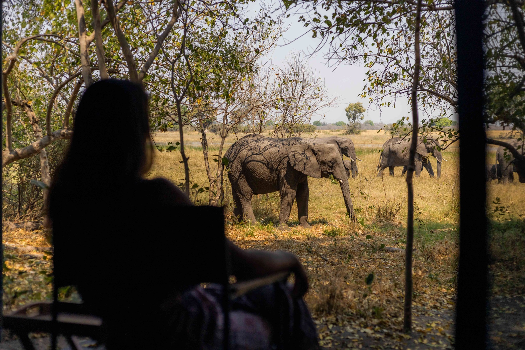Tierbegegnungen direkt vom Zelt aus
 &mdash; Foto: Natural Selection
