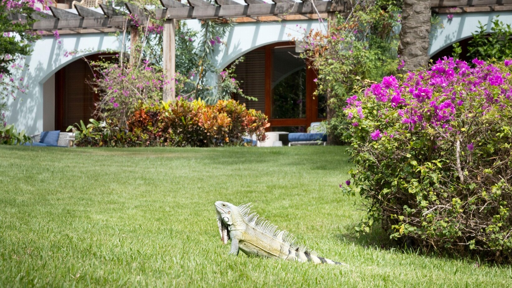 Leguan in den Sandals Resorts — Foto: Sandals Resorts