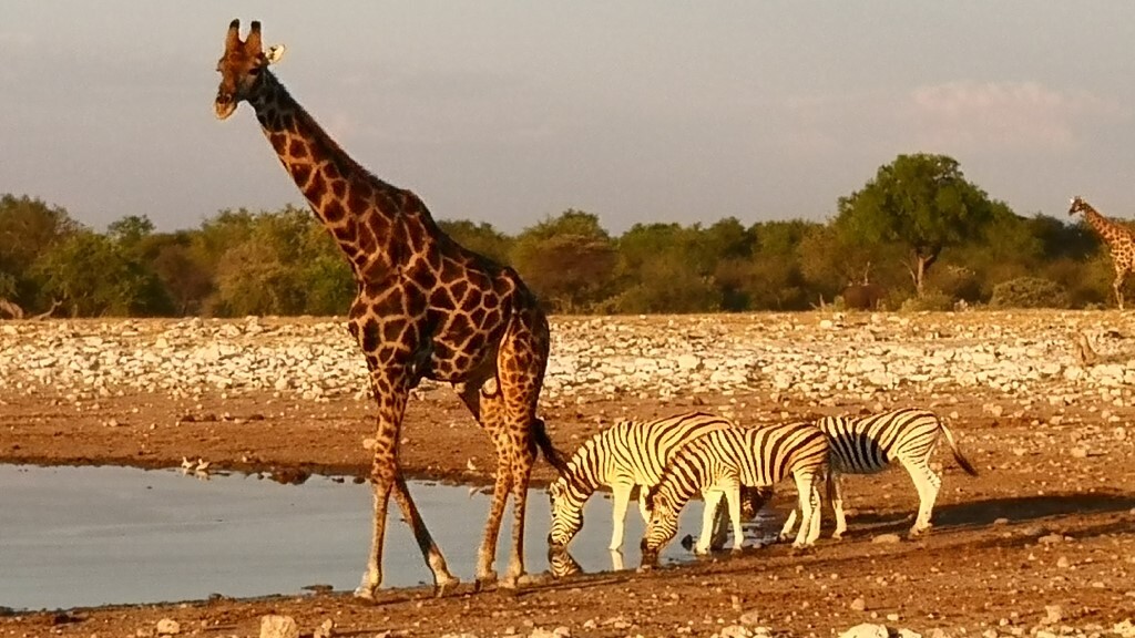 Etosha Nationalpark, Namibia — Foto: Susanna Hagen