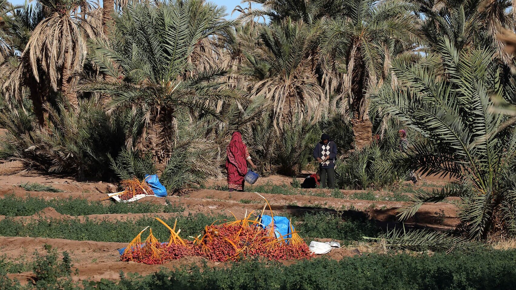 Dattelpalmen in Marokko &mdash; Foto: Fremdenverkehrsamt Marokko 
