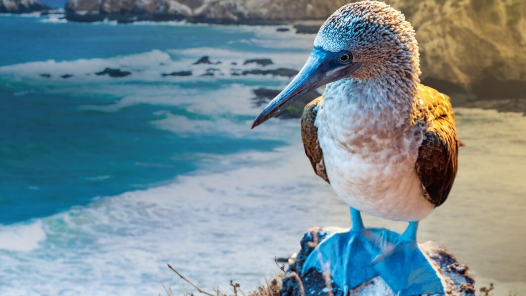 Blaufußtölpel - Blue Footed Booby —   Foto: Celebrity Cruises