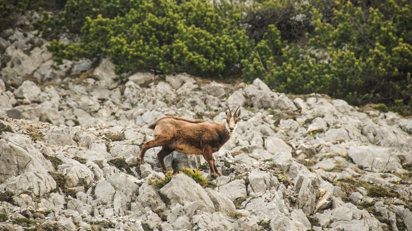 Tier-Beobachtung Karwendel, Gämse nahe Hüttenspitze  — Foto: Tirol Werbung / Jannis Braun  