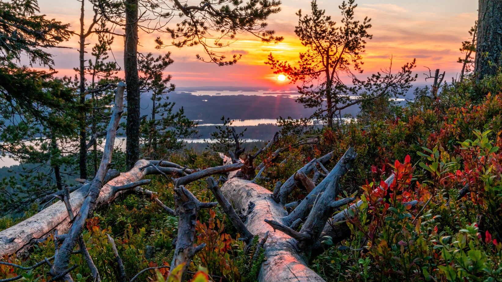 Herbstfarben in Ruka-Kuusamo   — Foto: Ruka-Kuusamo Tourismusverband / Jukka Risikko