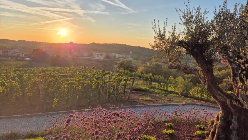 Vinofaktur Deklić &mdash; Foto: Martha Steszl