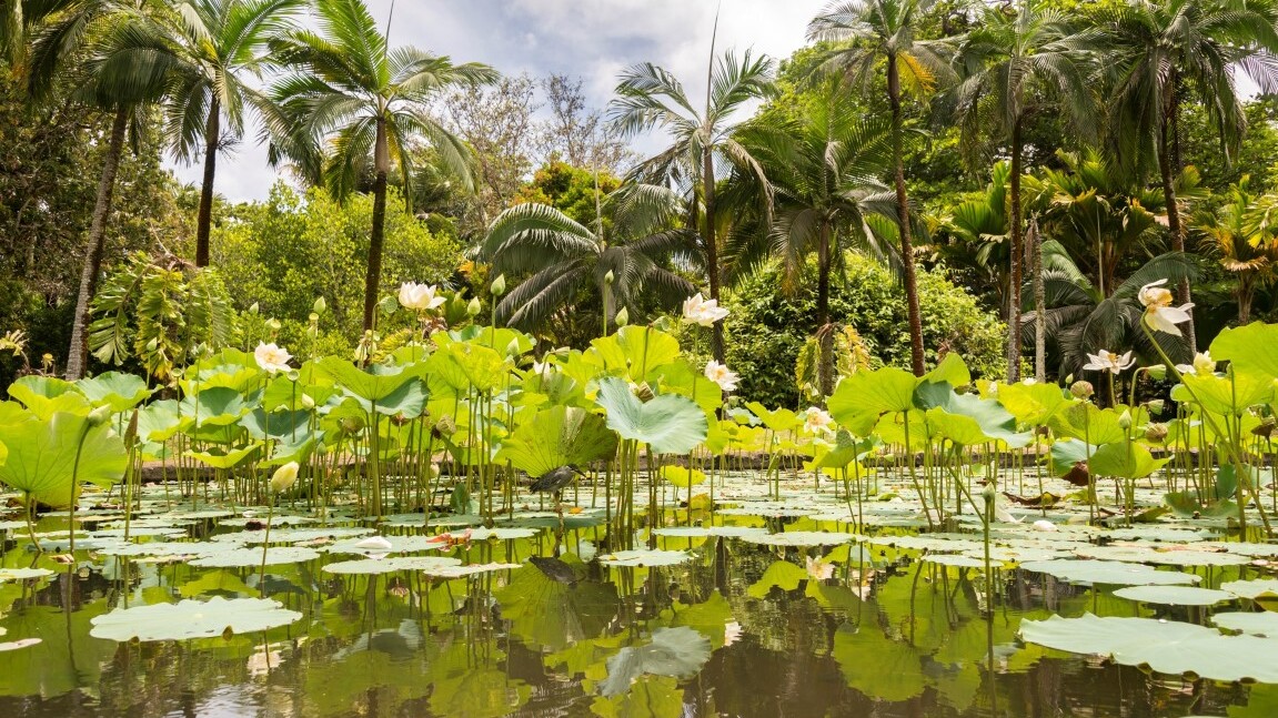 Mauritius, Pamplemousse Gardens  — Foto: MTPA / Koschel