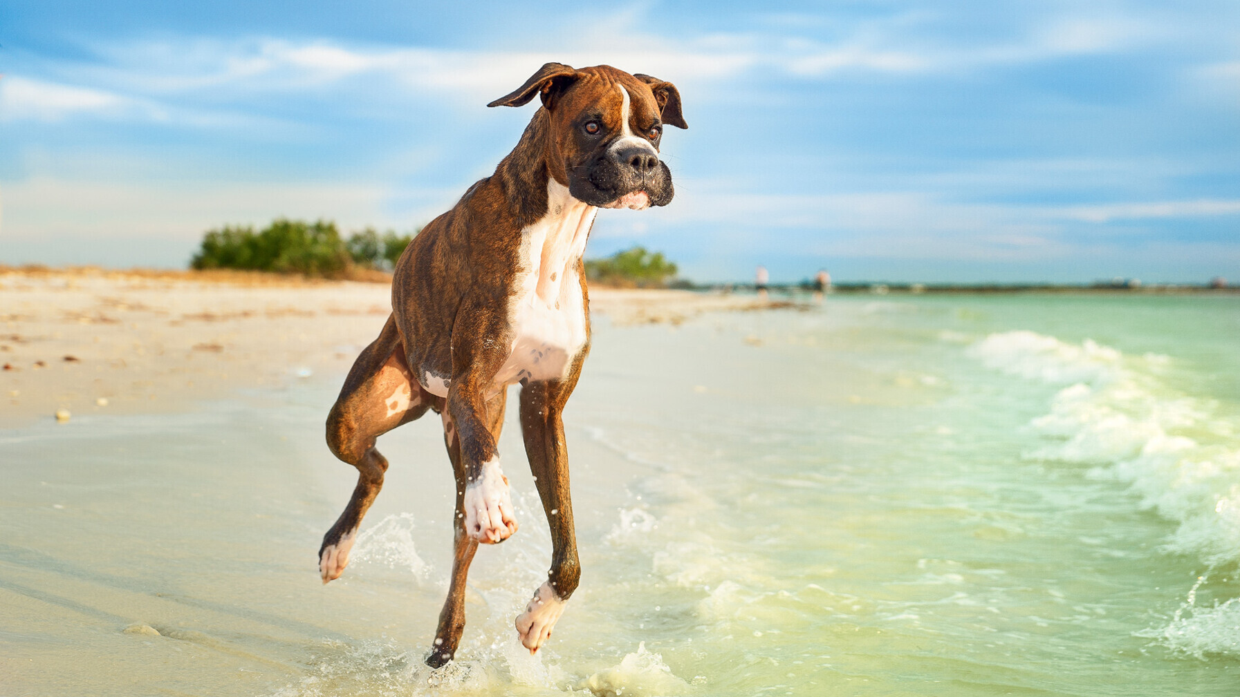 Honeymoon Island — Foto: Visit St. Pete-Clearwater