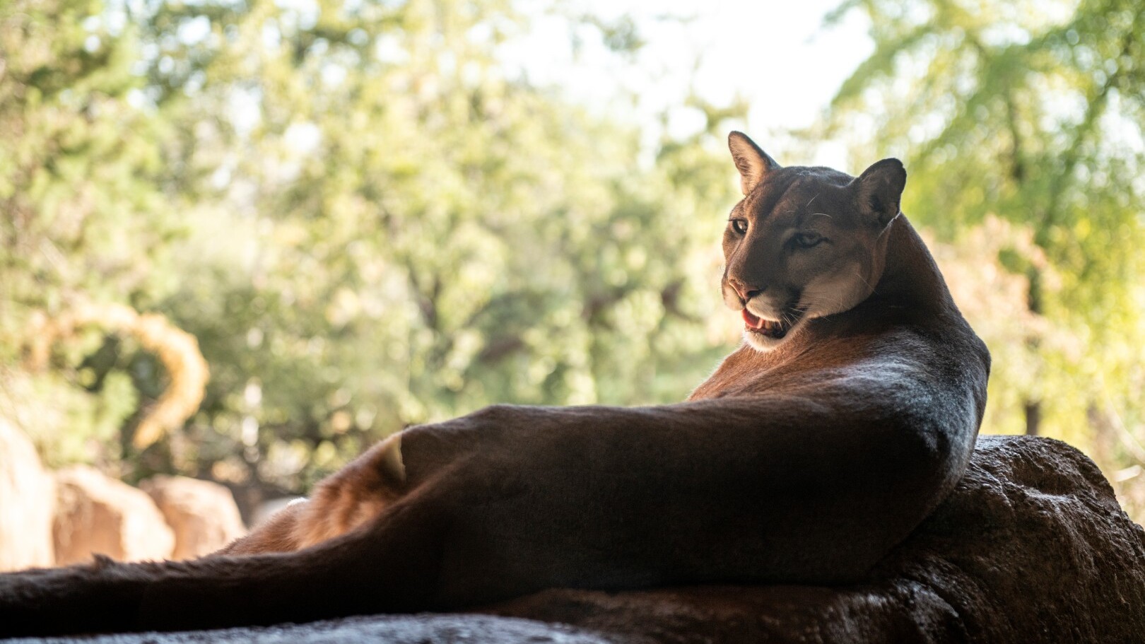 Arizona-Sonora Desert Museum — Foto: Enrique Noriega  