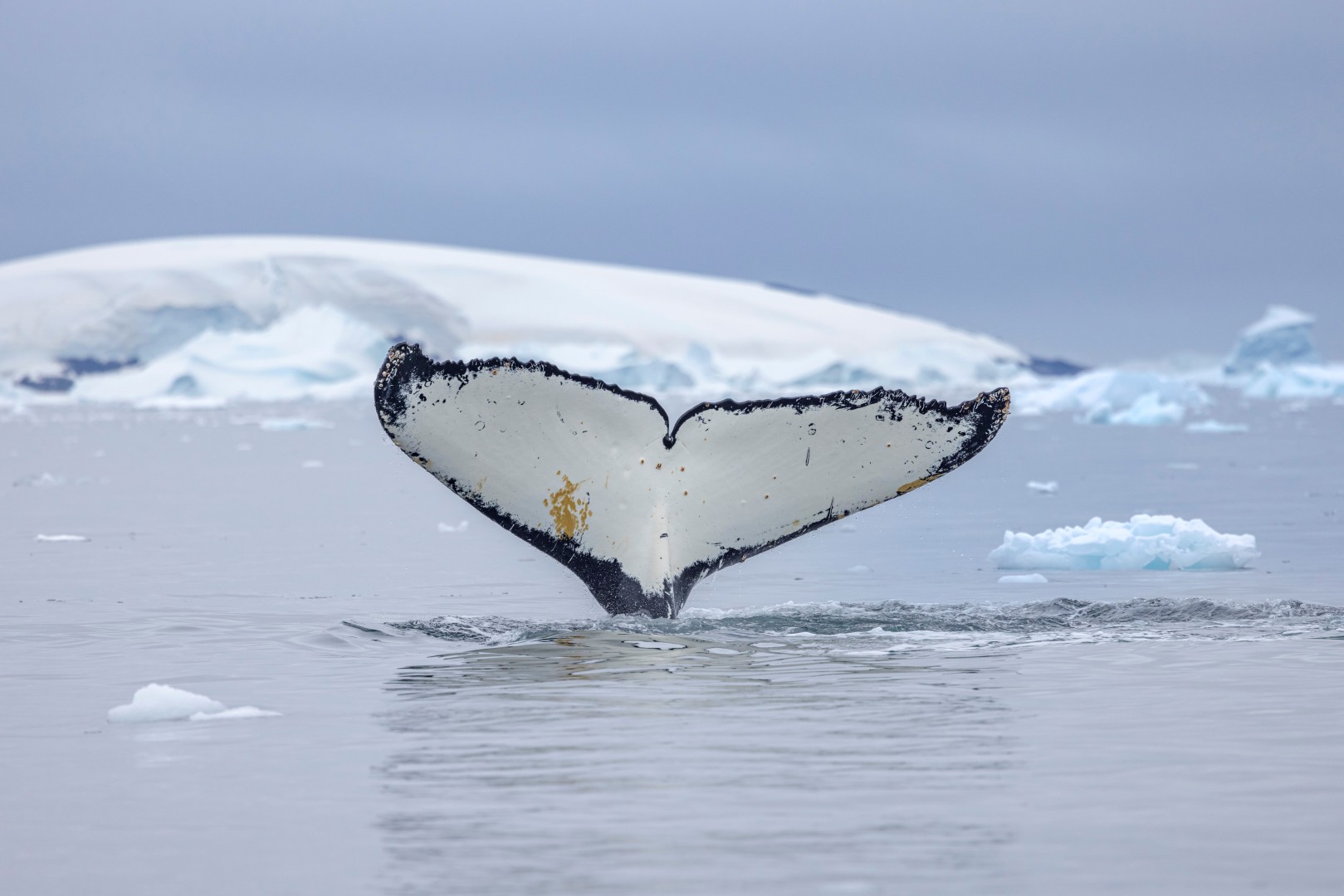 Walforschung hautnah &mdash; Foto: Swan Hellenic