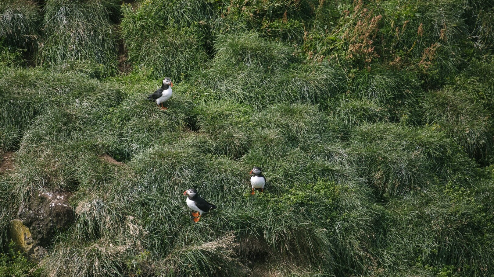 Puffins in East Iceland  — Foto: Icelandic Explorer 