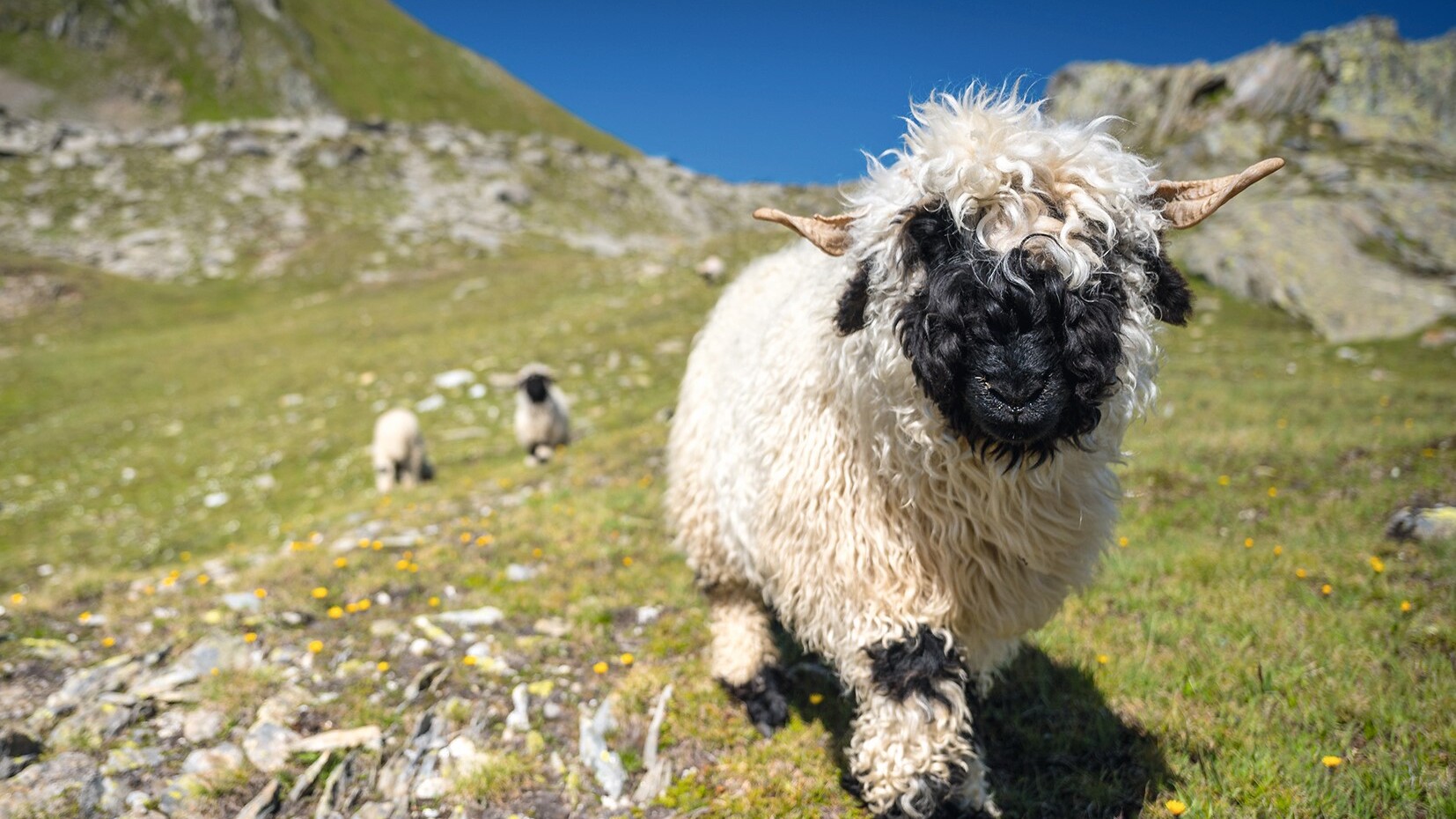 Kein Stofftier: Walliser Schwarznasenschaf — Foto: schame / shutterstock.com