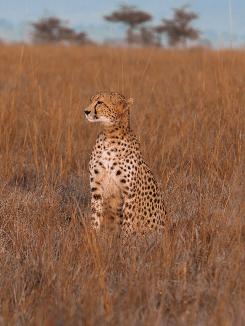 Kurzes Gras - mehr Tiere sichtbar — Foto: Tintseh