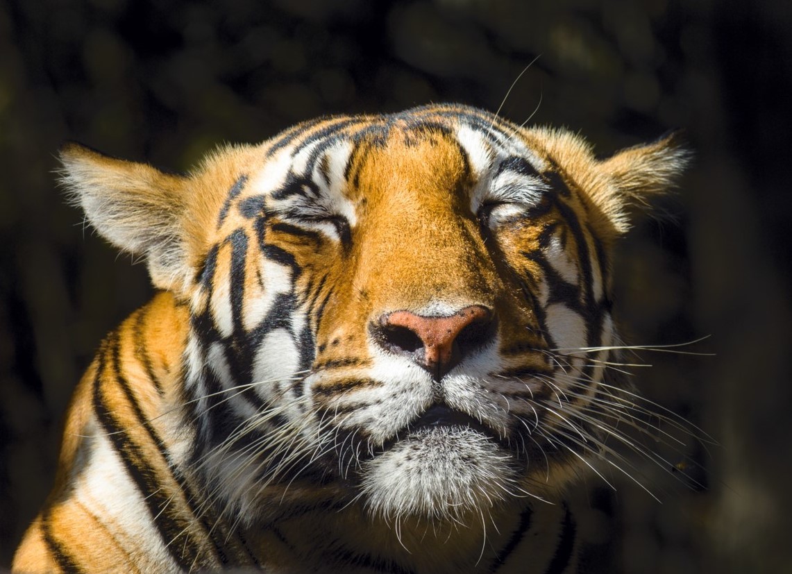 Auf den Spuren des Tigers — Foto: Nick Garbutt