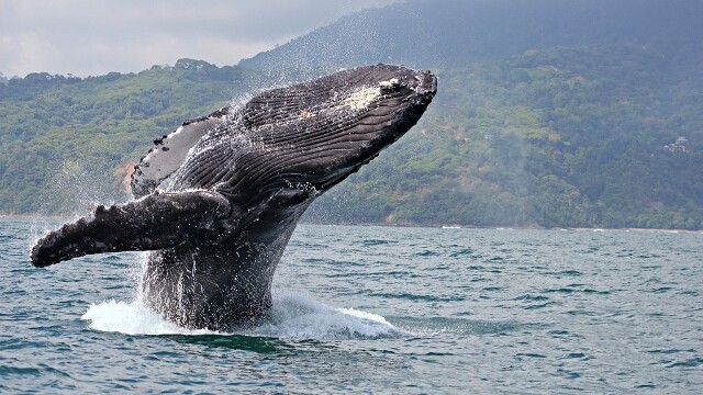 Wal im Ballena Marine National Park — Foto: Costa Rica Tourism Board