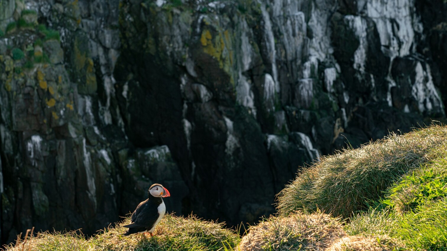 Puffin  — Foto: Jessica Auer  