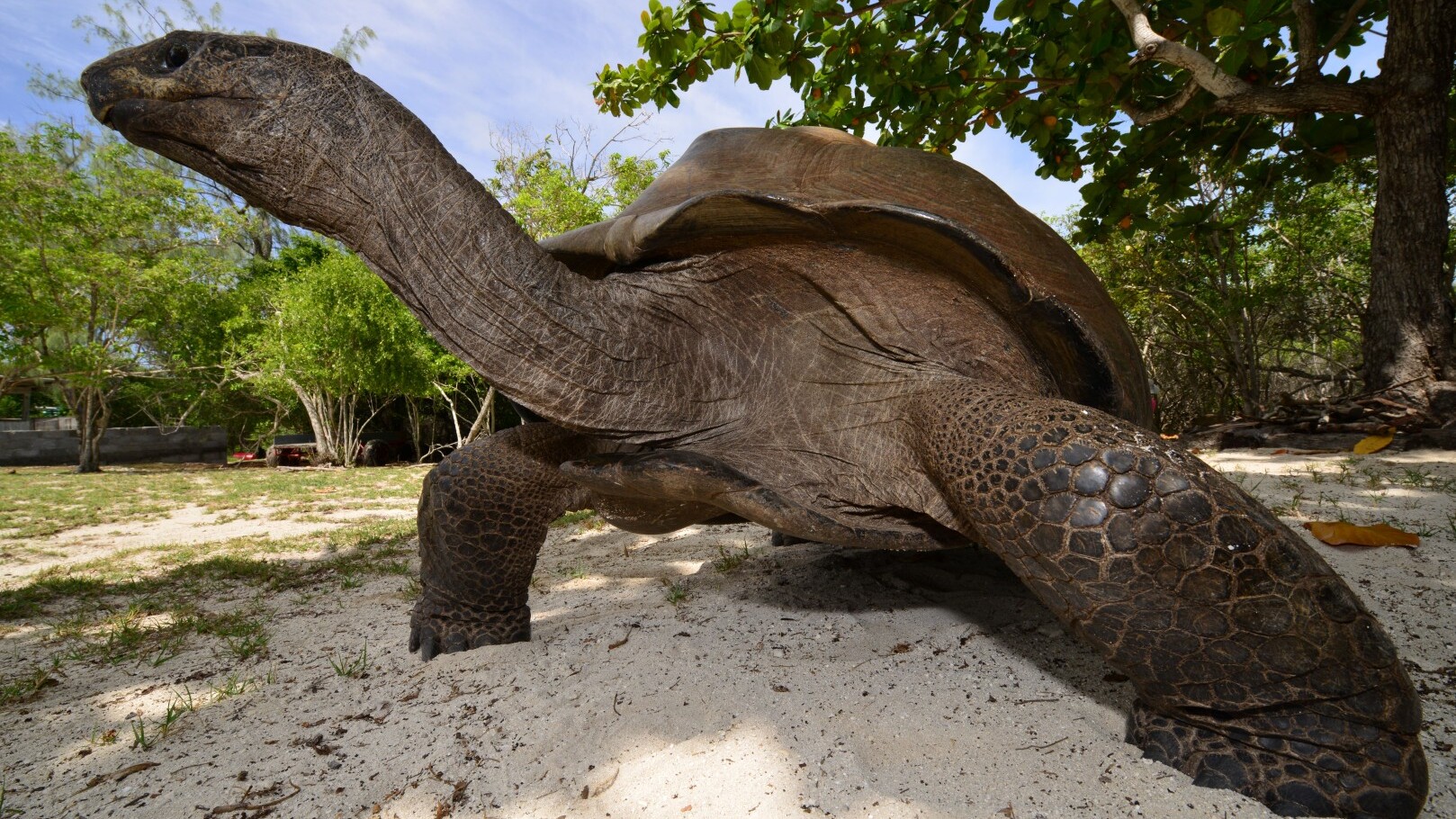 Aldabra Riesenschildkröte — Foto: Alex Schwannhäuser