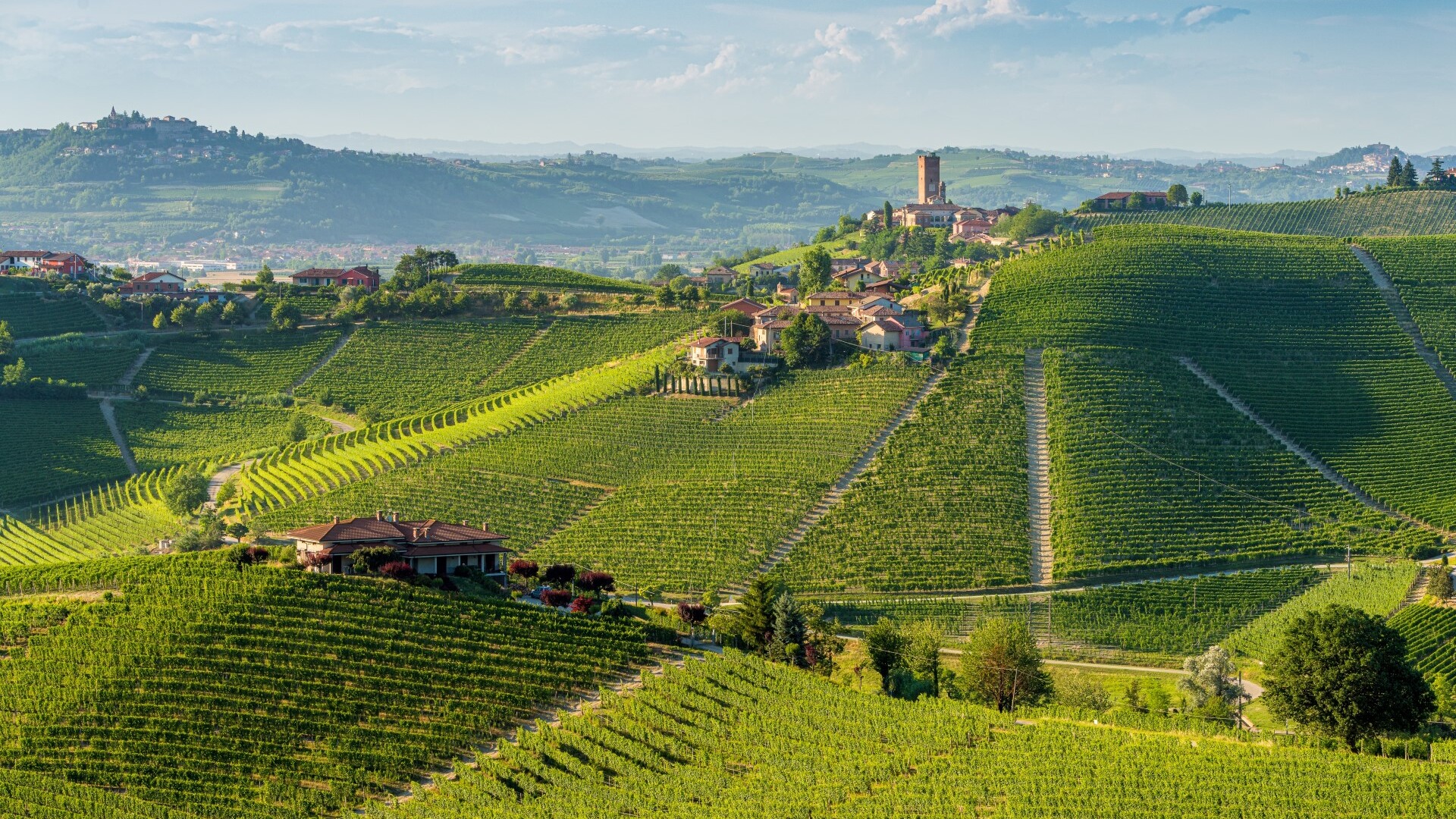Hügel und Weinberge rund um das Dorf Barbaresco in der Region Langhe
 — Foto: essevu / shutterstock.com
