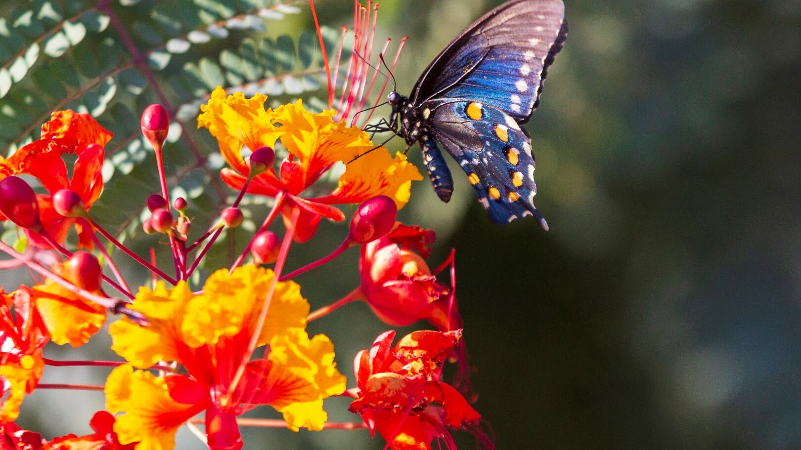 Arizona Sonora Desert Museum  — Foto: Andrés Lobato 