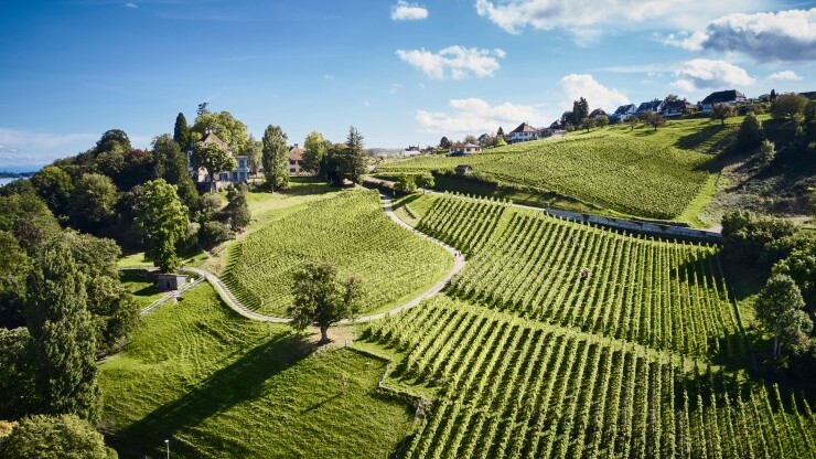 Wein am Arenenberg  — Foto: Manuel Paul 