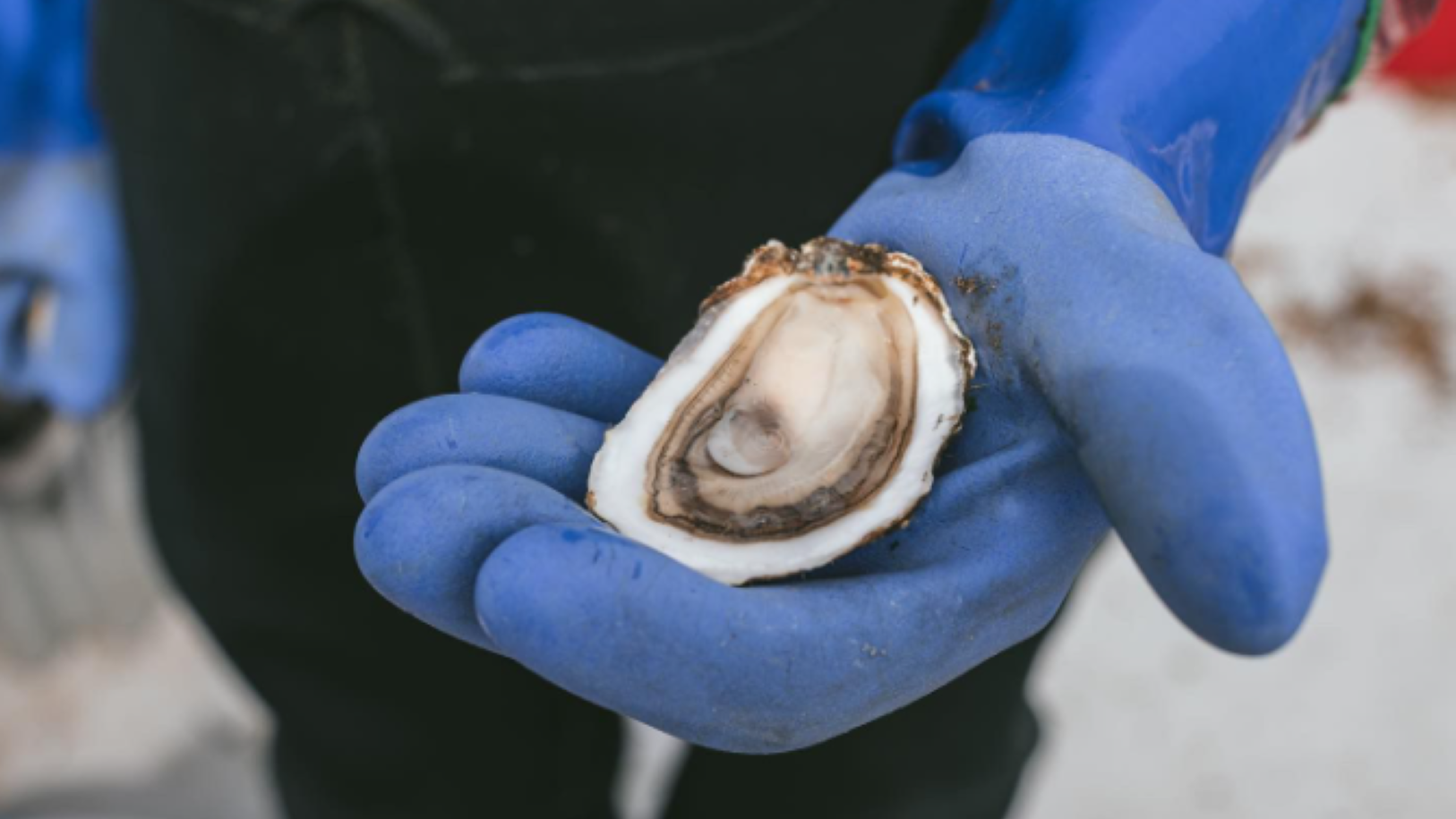 Long Island Oyster Week — Foto: Discover Long Islan