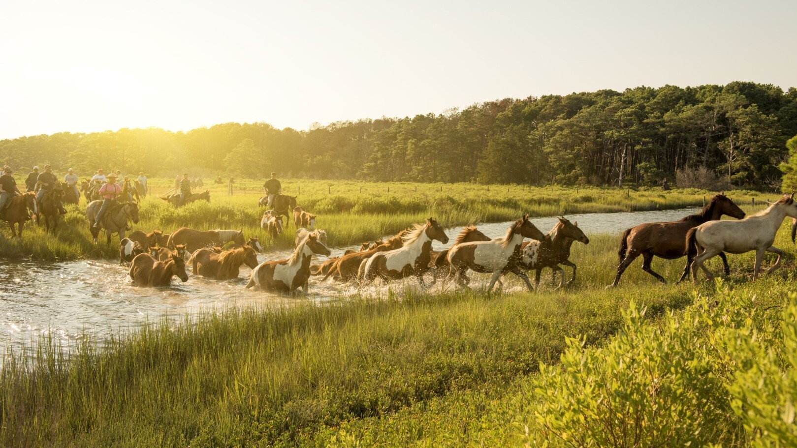 Pony Swim Assateague Island  — Foto: Todd Wright / VTC  
