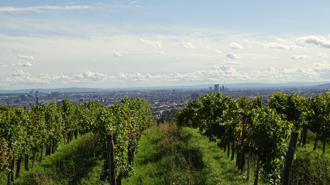 Weinberge in Wien — Foto: Christiane Reitshammer
