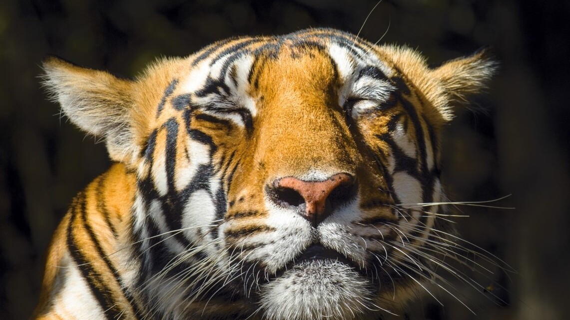 Auf den Spuren des Tigers — Foto: Nick Garbutt