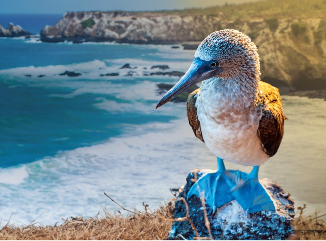 Blaufußtölpel - Blue Footed Booby —   Foto: Celebrity Cruises