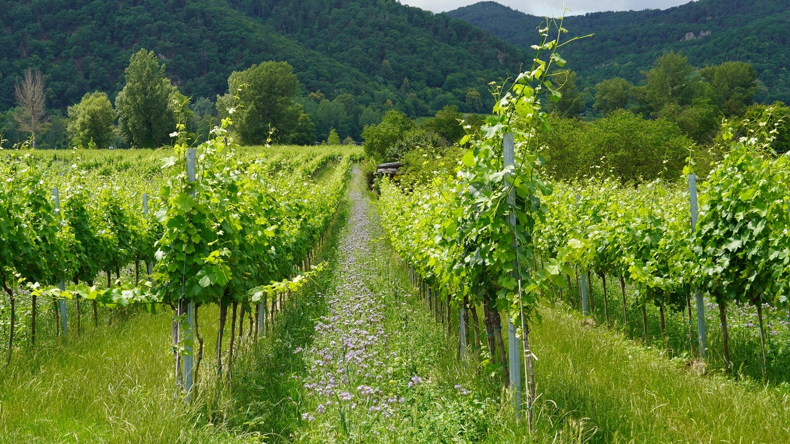Spaziergang vorbei an den Weingärten der Wachau — Foto: Christiane Reitshammer